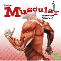 Image of Your Muscular System Works![kelas 4-5-6]